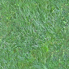 Textures   -   NATURE ELEMENTS   -   VEGETATION   -  Green grass - Green grass texture seamless 13034