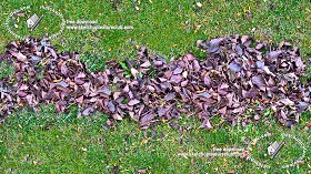 Textures   -   NATURE ELEMENTS   -   VEGETATION   -  Leaves dead - Pile of dead leaves texture seamless 18846