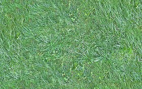 Textures   -   NATURE ELEMENTS   -   VEGETATION   -  Green grass - Green grass texture seamless 13035