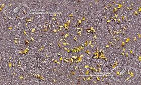 Textures   -   NATURE ELEMENTS   -   VEGETATION   -  Leaves dead - Asphalt with dead leaves texture seamless 19237