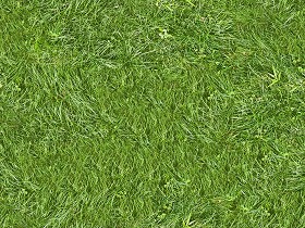 Textures   -   NATURE ELEMENTS   -   VEGETATION   -  Green grass - Green grass texture seamless 13036