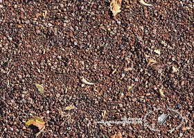 Textures   -   NATURE ELEMENTS   -   SOIL   -   Ground  - Topsoil with leaves texture seamless 18182 (seamless)