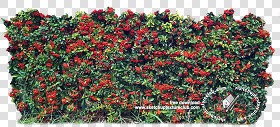 Textures   -   NATURE ELEMENTS   -   VEGETATION   -  Hedges - Cut out autumnal hedge texture 18709