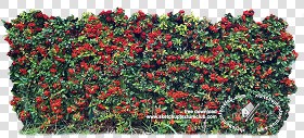 Textures   -   NATURE ELEMENTS   -   VEGETATION   -   Hedges  - Cut out autumnal hedge texture 18709