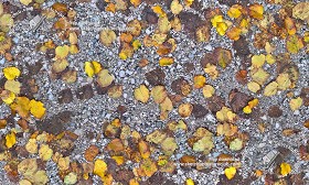 Textures   -   NATURE ELEMENTS   -   VEGETATION   -  Leaves dead - Gravelly soil with leaves dead texture seamless 19238