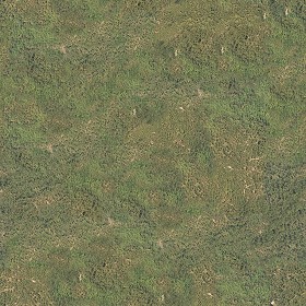 Textures   -   NATURE ELEMENTS   -   VEGETATION   -  Green grass - Green grass texture seamless 13037