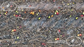 Textures   -   NATURE ELEMENTS   -   SOIL   -  Ground - Ground after the tomato harvest texture seamless 18226