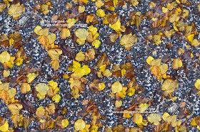 Textures   -   NATURE ELEMENTS   -   VEGETATION   -  Leaves dead - Wet gravel with dead leaves texture seamless 19239