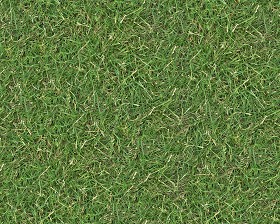 Textures   -   NATURE ELEMENTS   -   VEGETATION   -  Green grass - Green grass texture seamless 13039