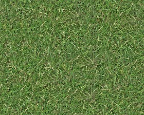 Textures   -   NATURE ELEMENTS   -   VEGETATION   -   Green grass  - Green grass texture seamless 13039 (seamless)