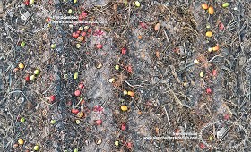 Textures   -   NATURE ELEMENTS   -   SOIL   -  Ground - Ground after the tomato harvest texture seamless 18227