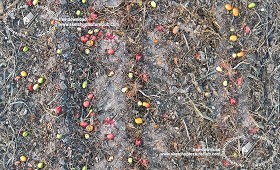 Textures   -   NATURE ELEMENTS   -   SOIL   -   Ground  - Ground after the tomato harvest texture seamless 18227 (seamless)