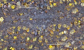 Textures   -   NATURE ELEMENTS   -   VEGETATION   -  Leaves dead - Leaves dead on muddy ground with tire marks texture seamless 19240