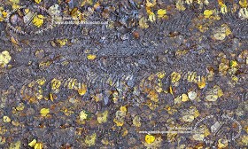 Textures   -   NATURE ELEMENTS   -   VEGETATION   -   Leaves dead  - Leaves dead on muddy ground with tire marks texture seamless 19240 (seamless)