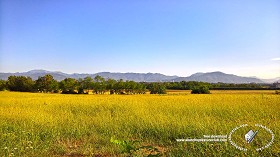 Textures   -   BACKGROUNDS &amp; LANDSCAPES   -   NATURE   -   Countrysides &amp; Hills  - Yellow countrysides landscape texture 17995