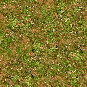 Textures   -   NATURE ELEMENTS   -   VEGETATION   -  Green grass - Undergrowth green grass texture seamless 13041