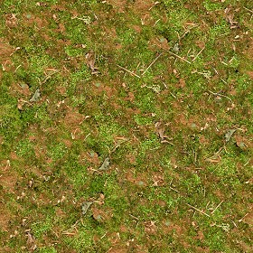 Textures   -   NATURE ELEMENTS   -   VEGETATION   -   Green grass  - Undergrowth green grass texture seamless 13041 (seamless)