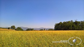 Textures   -   BACKGROUNDS &amp; LANDSCAPES   -   NATURE   -  Countrysides &amp; Hills - Yellow countrysides landscape texture 17998