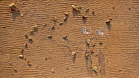 Textures   -   NATURE ELEMENTS   -  SAND - Yellow sand with glasses and leaves texture 17525