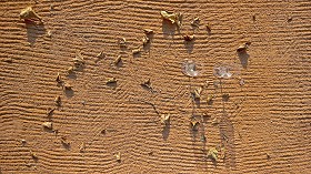 Textures   -   NATURE ELEMENTS   -   SAND  - Yellow sand with glasses and leaves texture 17525