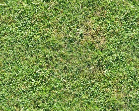 Textures   -   NATURE ELEMENTS   -   VEGETATION   -   Green grass  - Green grass texture seamless 13042 (seamless)