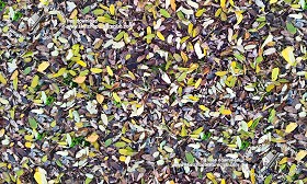 Textures   -   NATURE ELEMENTS   -   VEGETATION   -  Leaves dead - Leaves dead texture seamless 19526