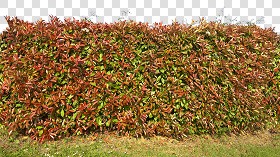 Textures   -   NATURE ELEMENTS   -   VEGETATION   -   Hedges  - Cut out red robin hedge texture seamless 20696 (seamless)