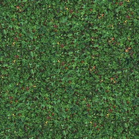 Textures   -   NATURE ELEMENTS   -   VEGETATION   -   Green grass  - Green grass texture seamless 13043 (seamless)