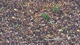 Textures   -   NATURE ELEMENTS   -   VEGETATION   -   Leaves dead  - Leaves dead texture seamless 20436 (seamless)