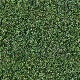 Textures   -   NATURE ELEMENTS   -   VEGETATION   -  Green grass - Green grass texture seamless 13044