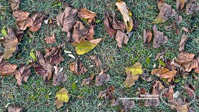 Textures   -   NATURE ELEMENTS   -   VEGETATION   -  Leaves dead - Leaves dead with grass texture seamless 20437