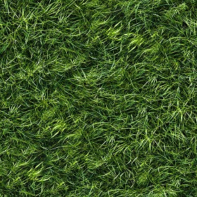 Textures   -   NATURE ELEMENTS   -   VEGETATION   -  Green grass - Green grass texture seamless 13045