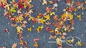 Textures   -   NATURE ELEMENTS   -   VEGETATION   -  Leaves dead - Leaves dead on the asphalt texture seamless 20438