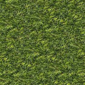 Textures   -   NATURE ELEMENTS   -   VEGETATION   -   Green grass  - Green grass texture seamless 13047 (seamless)