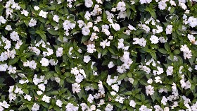 Textures   -   NATURE ELEMENTS   -   VEGETATION   -  Hedges - Flowered hedge texture seamless 20780