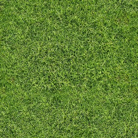 Textures   -   NATURE ELEMENTS   -   VEGETATION   -  Green grass - Green grass texture seamless 13048
