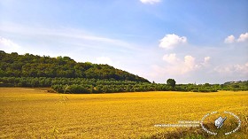 Textures   -   BACKGROUNDS &amp; LANDSCAPES   -   NATURE   -   Countrysides &amp; Hills  - Yellow countrysides landscape texture 18005