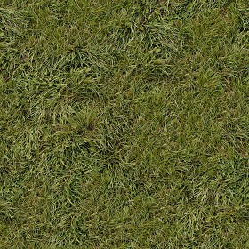 Textures   -   NATURE ELEMENTS   -   VEGETATION   -   Green grass  - Green grass texture seamless 13049 (seamless)