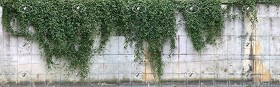 Textures   -   NATURE ELEMENTS   -   VEGETATION   -  Hedges - Concrete wall with climbing plants texture horizontal seamless 20817
