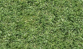 Textures   -   NATURE ELEMENTS   -   VEGETATION   -  Green grass - Green grass texture seamless 13050