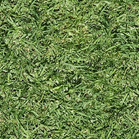 Textures   -   NATURE ELEMENTS   -   VEGETATION   -   Green grass  - Green grass texture seamless 13051 (seamless)