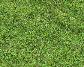 Textures   -   NATURE ELEMENTS   -   VEGETATION   -  Green grass - Green grass texture seamless 13052