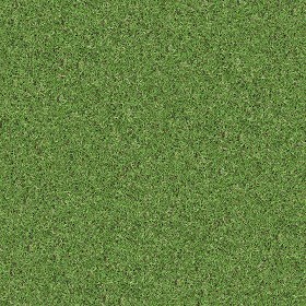 Textures   -   NATURE ELEMENTS   -   VEGETATION   -  Green grass - Green grass texture seamless 13055