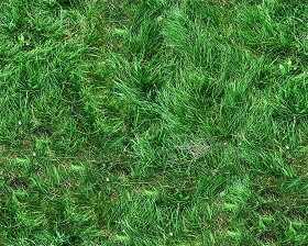 Textures   -   NATURE ELEMENTS   -   VEGETATION   -   Green grass  - Green grass texture seamless 13059 (seamless)