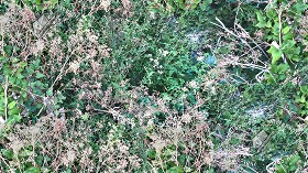 Textures   -   NATURE ELEMENTS   -   VEGETATION   -  Green grass - Brambles texture seamless 17358