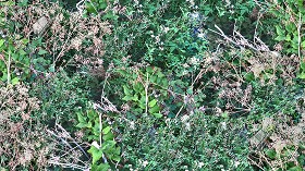 Textures   -   NATURE ELEMENTS   -   VEGETATION   -  Green grass - Brambles texture seamless 17359