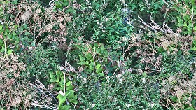 Textures   -   NATURE ELEMENTS   -   VEGETATION   -   Green grass  - Brambles texture seamless 17359 (seamless)