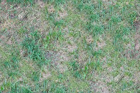 Textures   -   NATURE ELEMENTS   -   VEGETATION   -   Green grass  - Green grass texture seamless 17474 (seamless)
