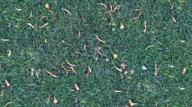 Textures   -   NATURE ELEMENTS   -   VEGETATION   -  Green grass - Green grass texture seamless 17745