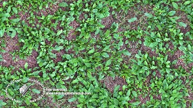 Textures   -   NATURE ELEMENTS   -   VEGETATION   -   Green grass  - Green grass texture seamless 17954 (seamless)